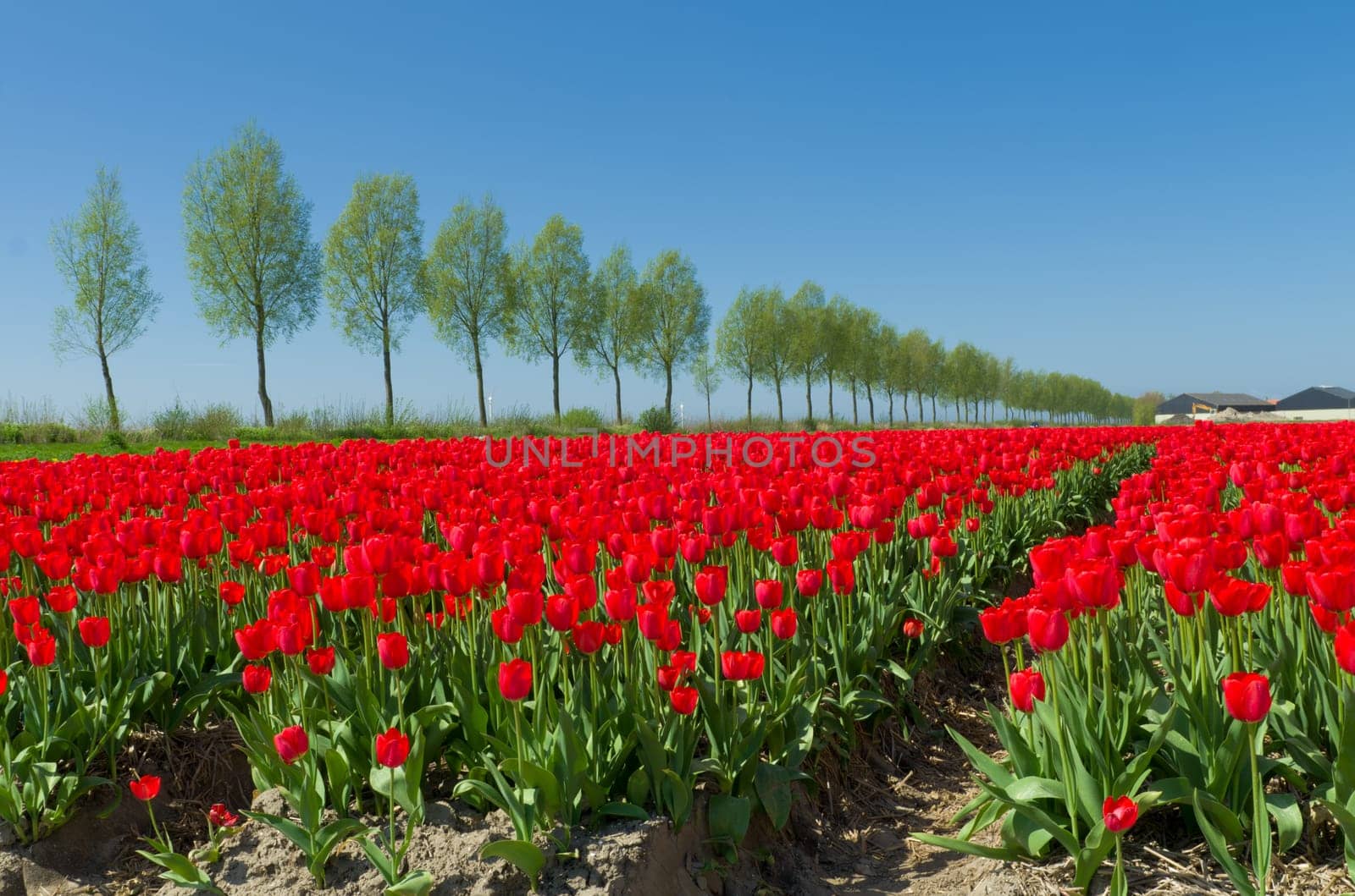 field with red tulips in the netherlands