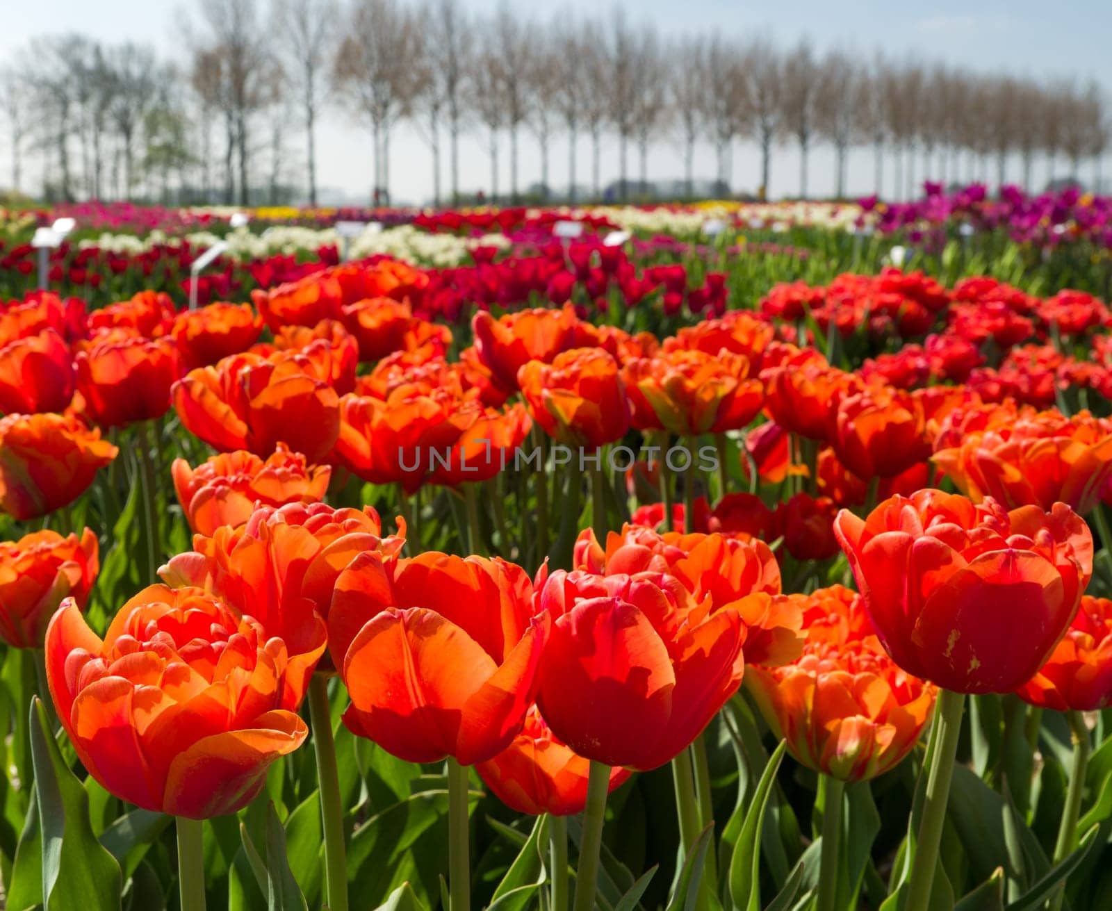 colorful blooming tulips in a garden