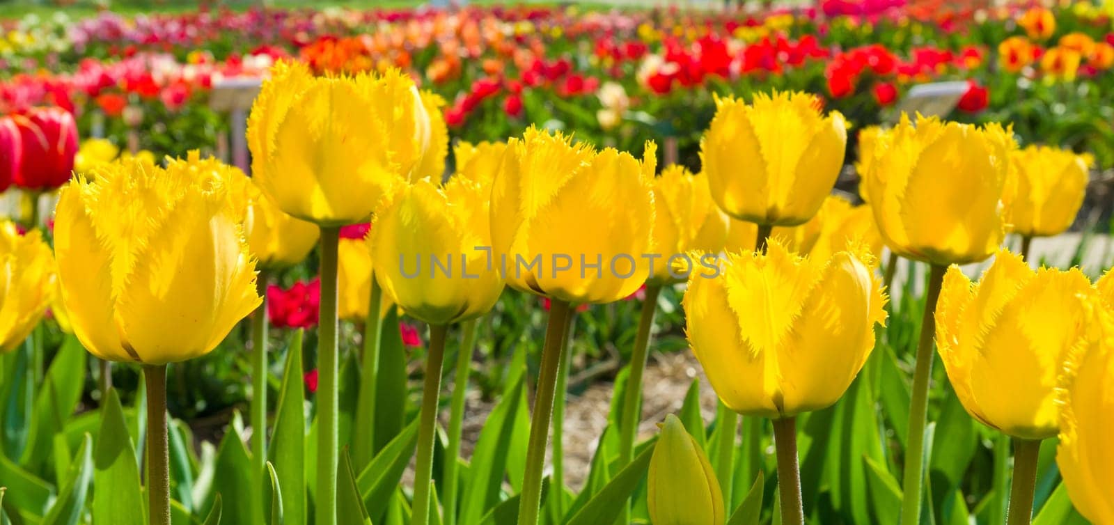 panoramic shot of blooming yelow tulips