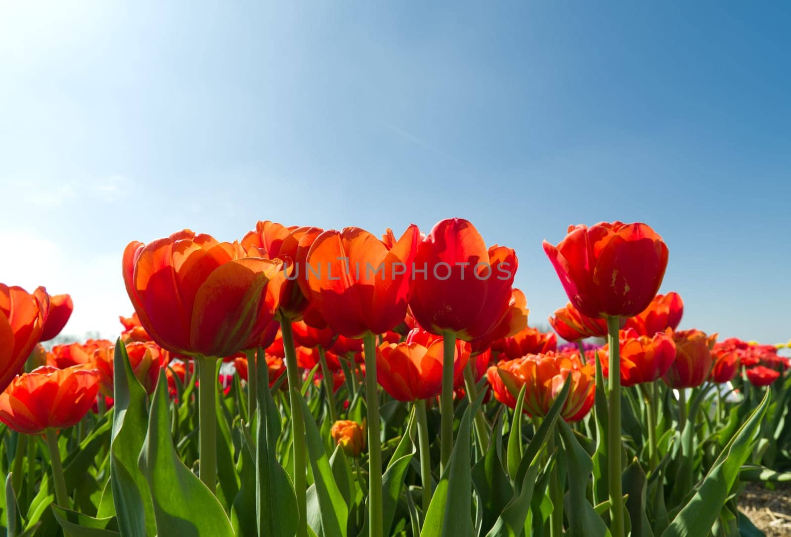blooming tulips against a blue sky