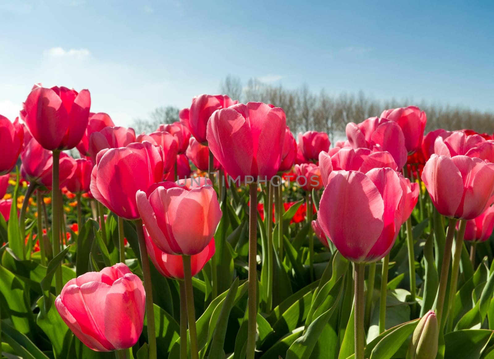 blooming tulips against a blue sky