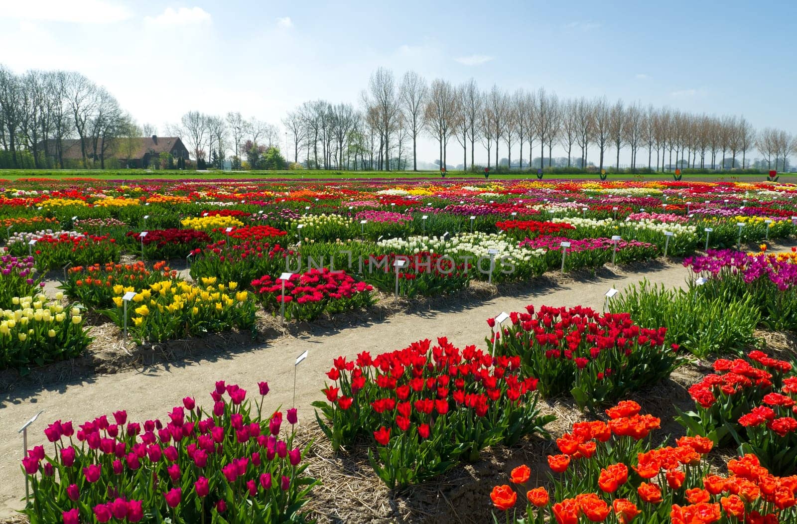 colorful blooming tulips in a garden