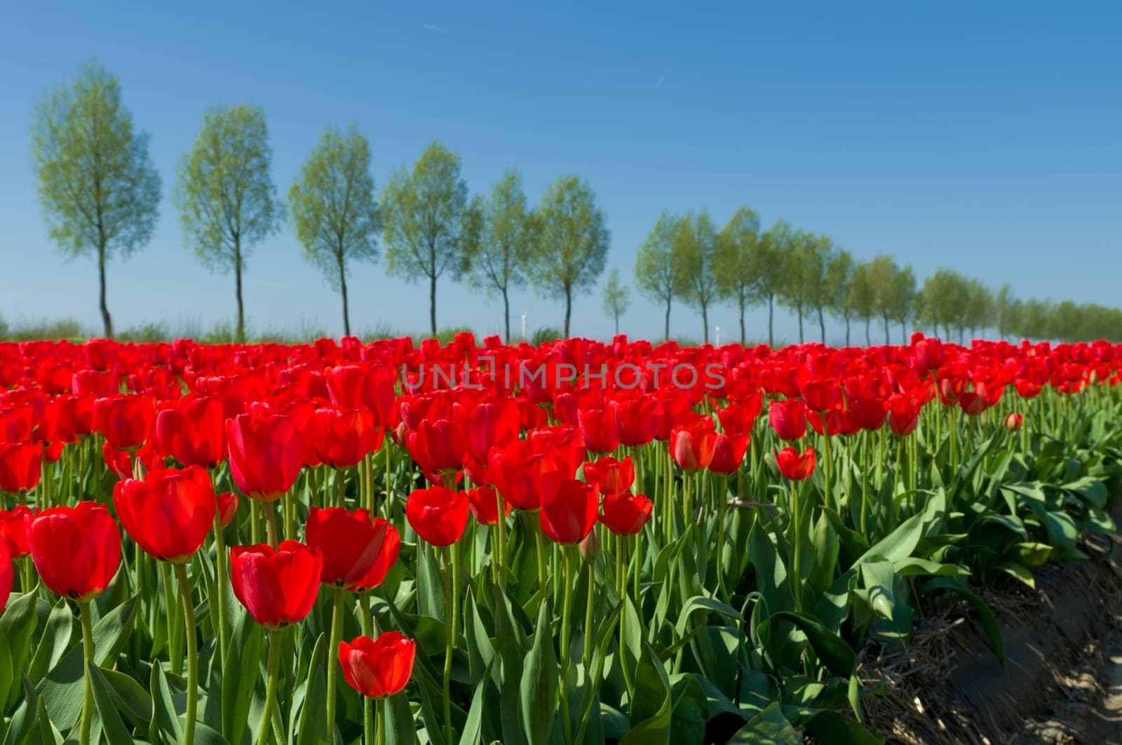 field with red tulips in the netherlands