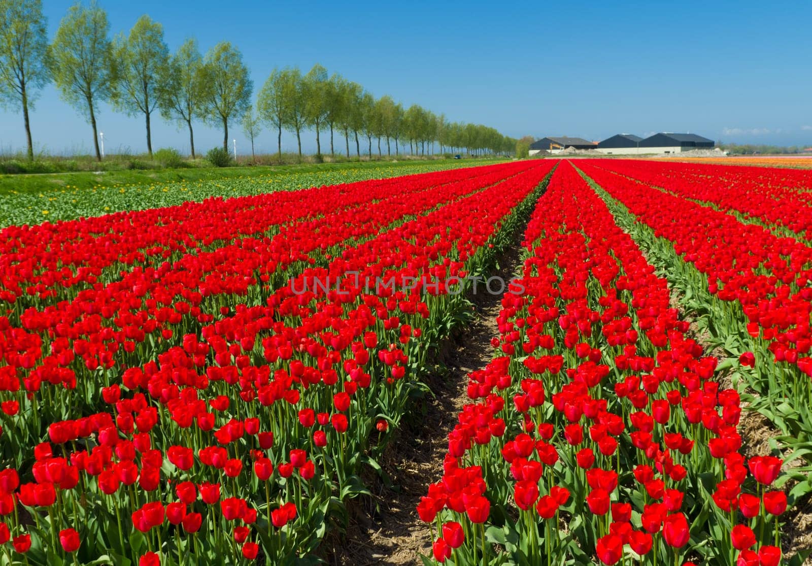 field with red tulips in the netherlands