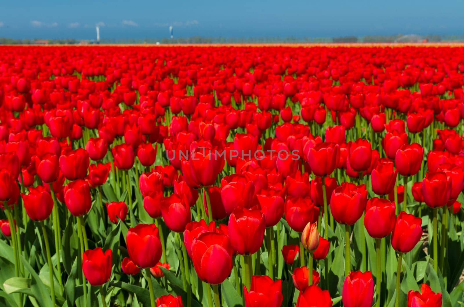 field with red tulips in the netherlands
