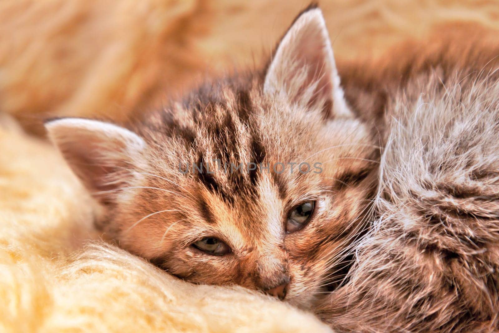 Young Kitten Sleeping on a Yellow Blanket