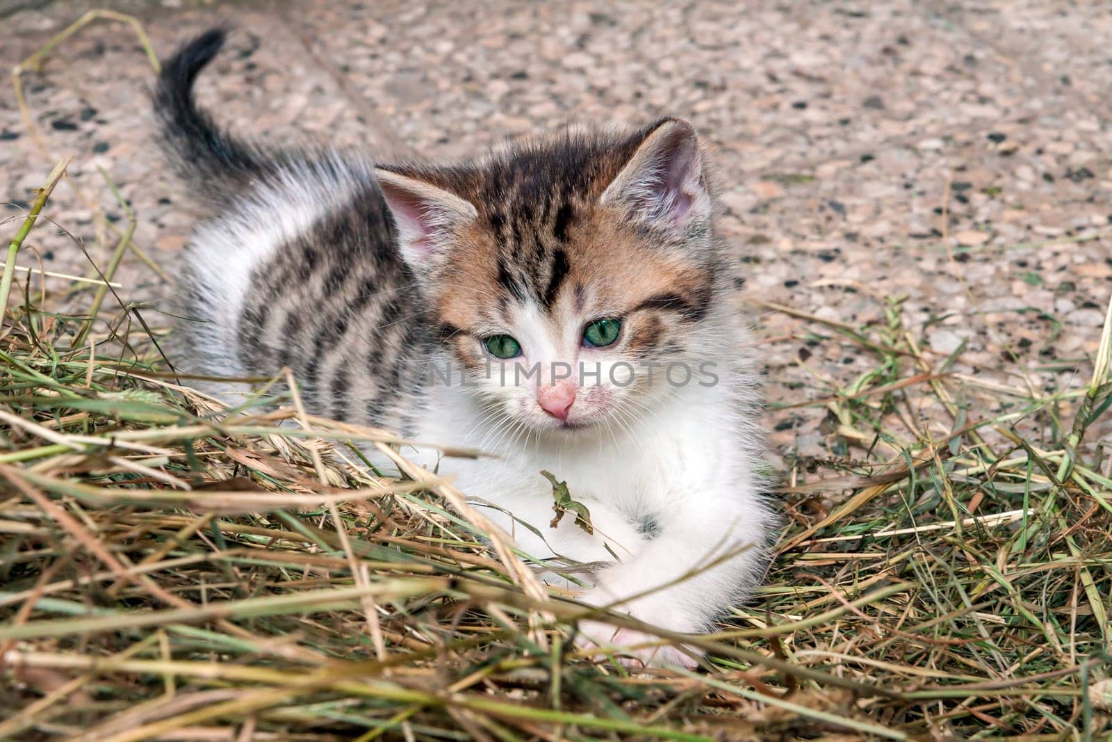 Young Grey Kitten on Dry Grass