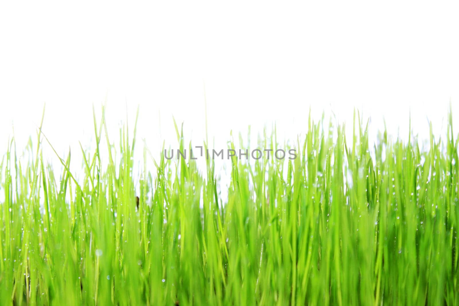 Grass,meadow