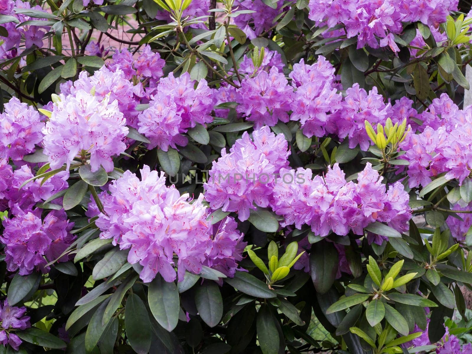 Detail of the blooming rhododendron