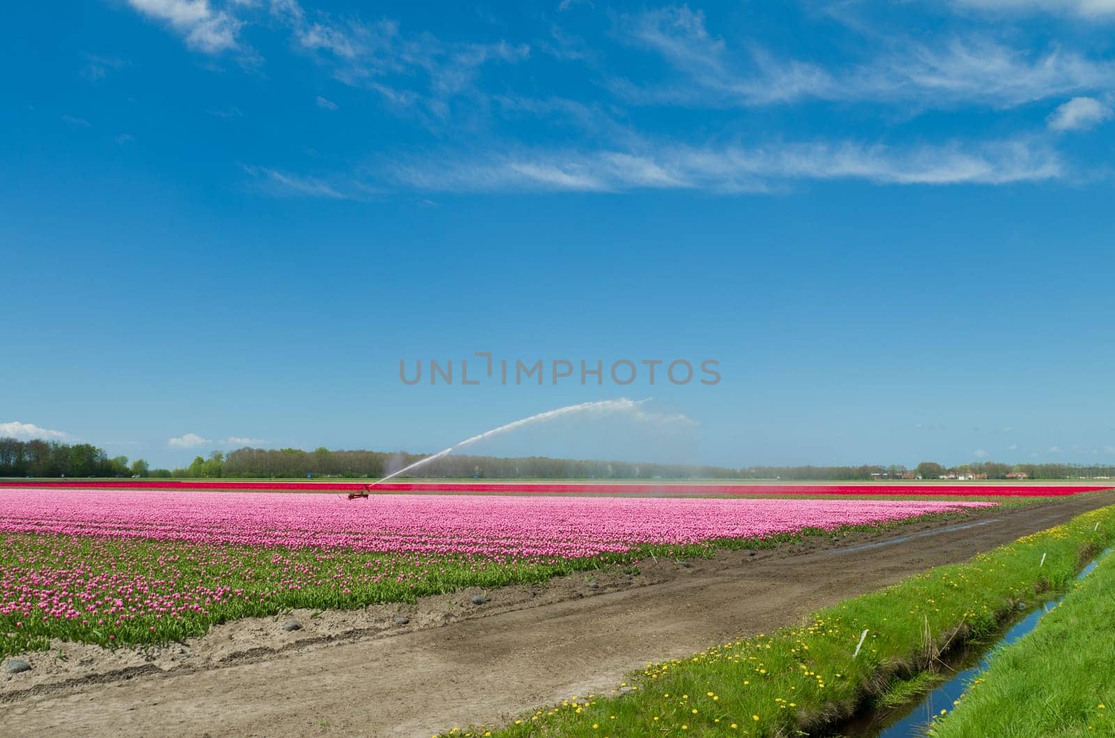 field of tulips is getting watered with a sprinkler