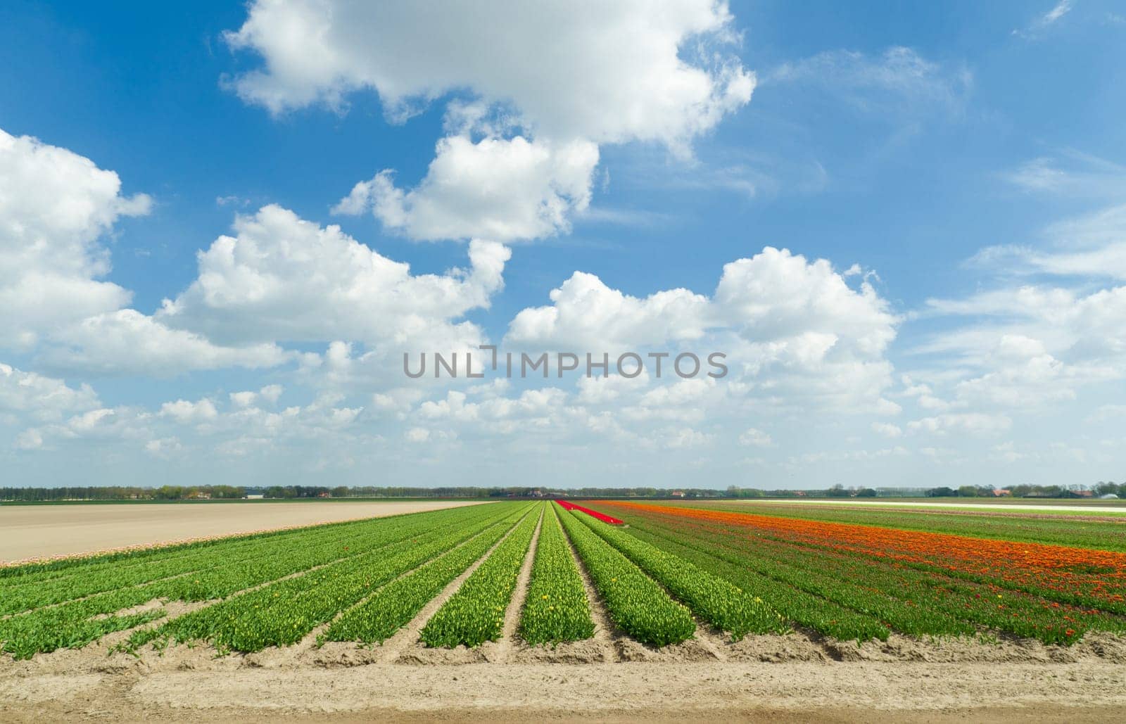 field with rows of tulips in the netherlands
