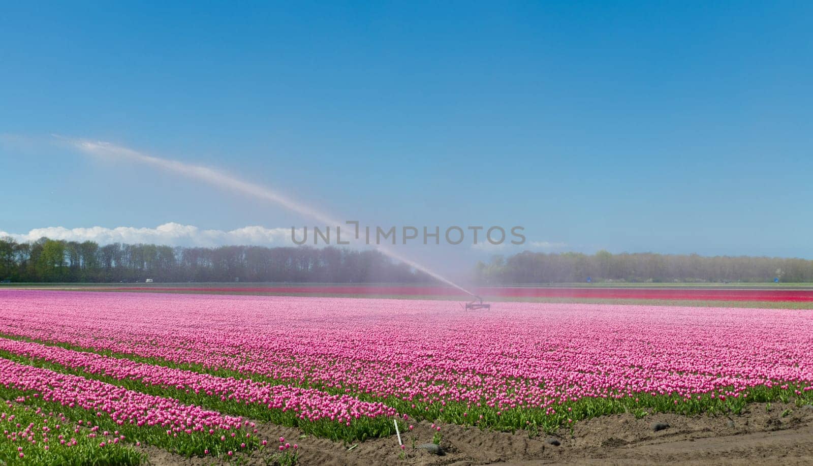 field of tulips is getting watered with a sprinkler