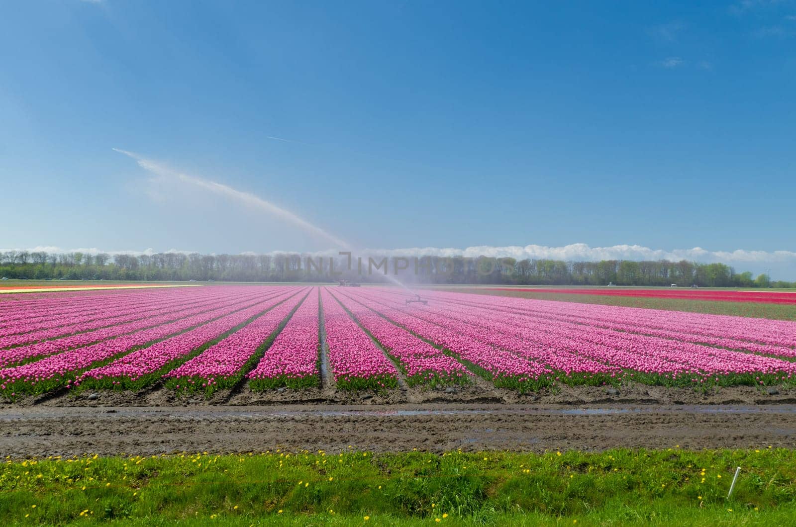 field of tulips is getting watered with a sprinkler