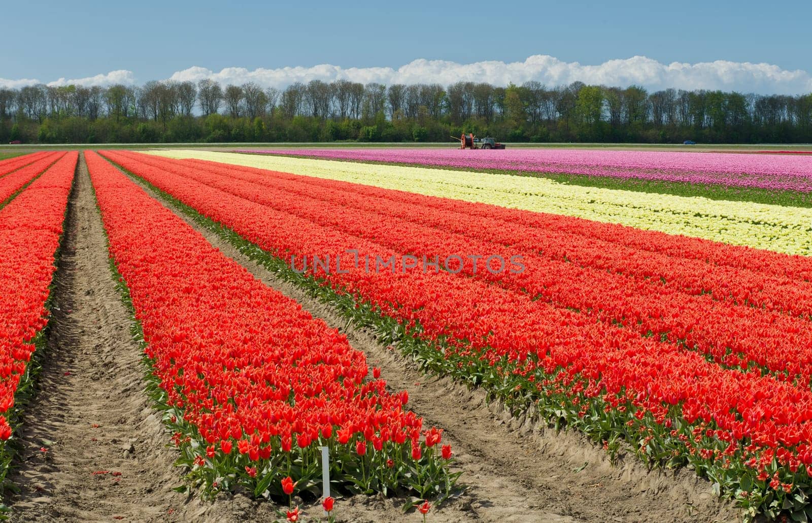 field with rows of tulips in the netherlands