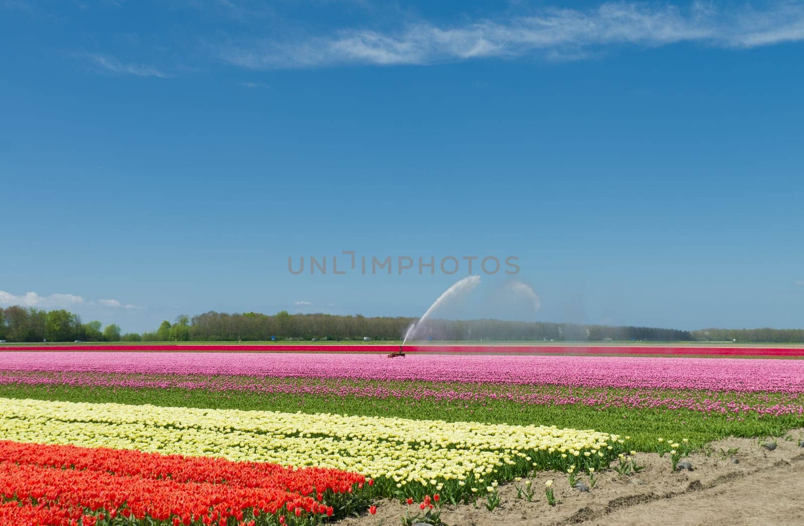 field of tulips is getting watered with a sprinkler