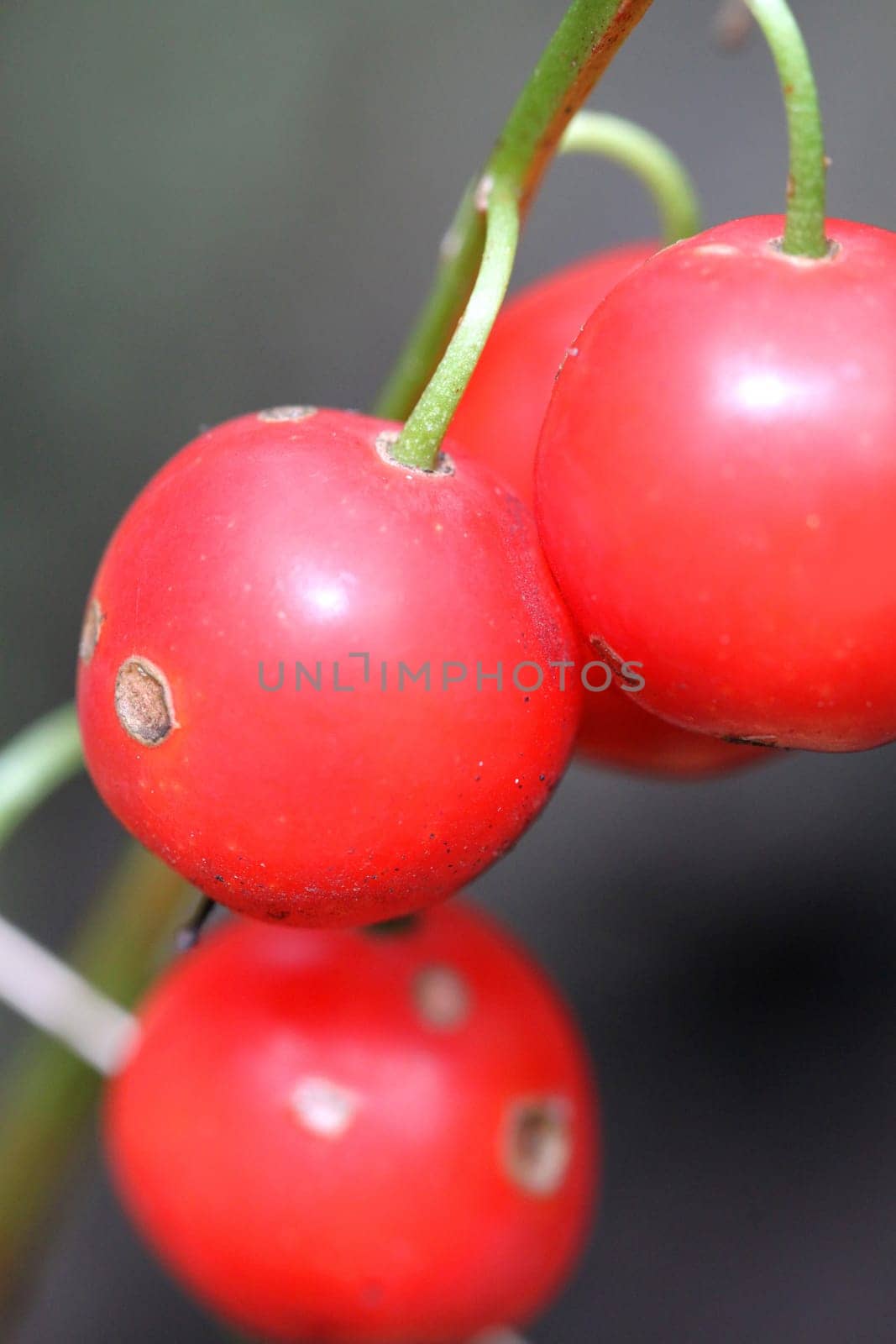 Berries are poisonous flower lily of the valley