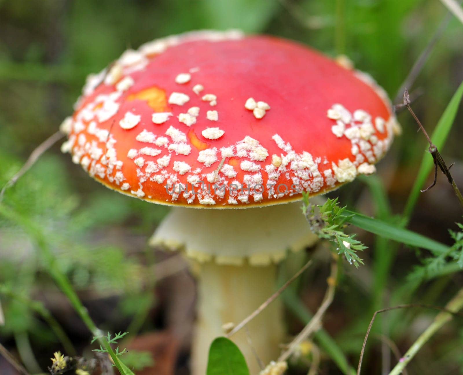 big red fly agaric