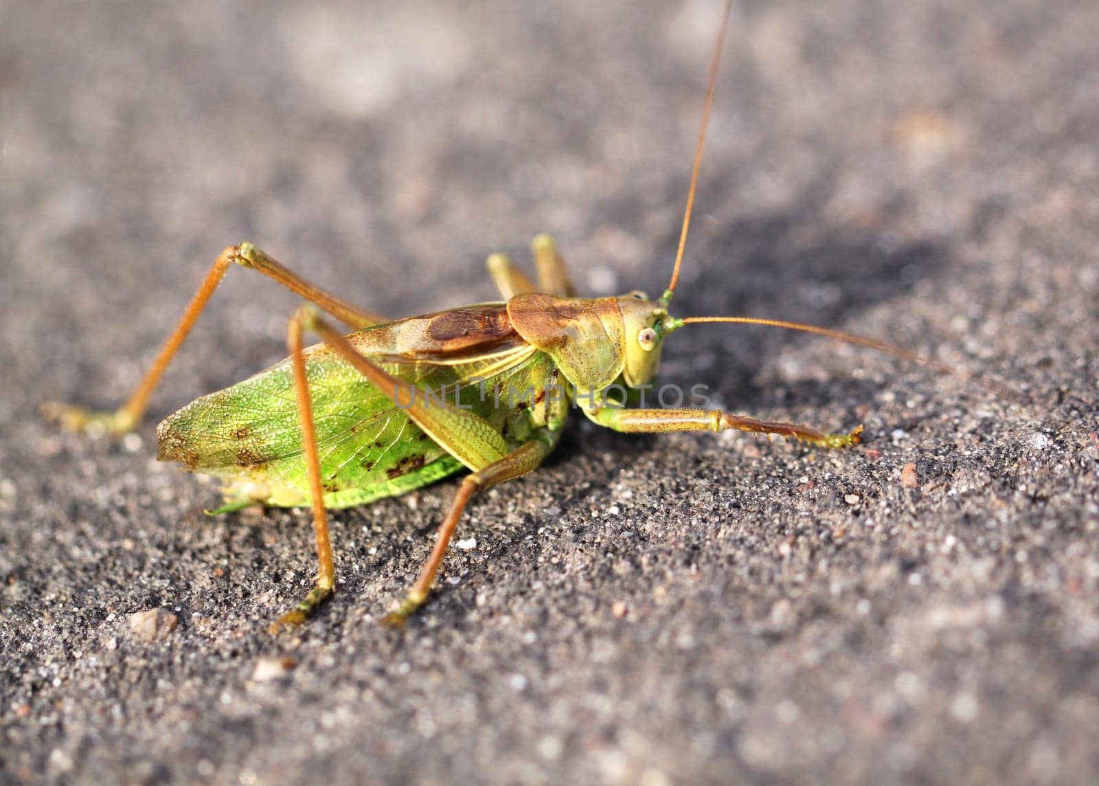 Large green grasshopper locust