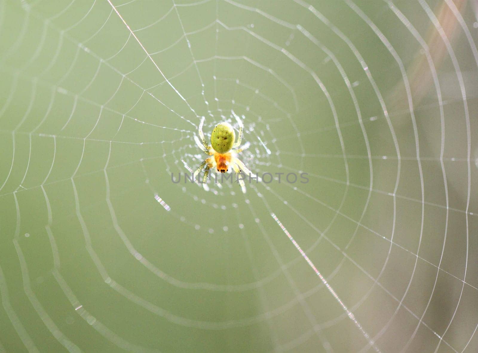 Small yellow-green spider is sitting on a spider web