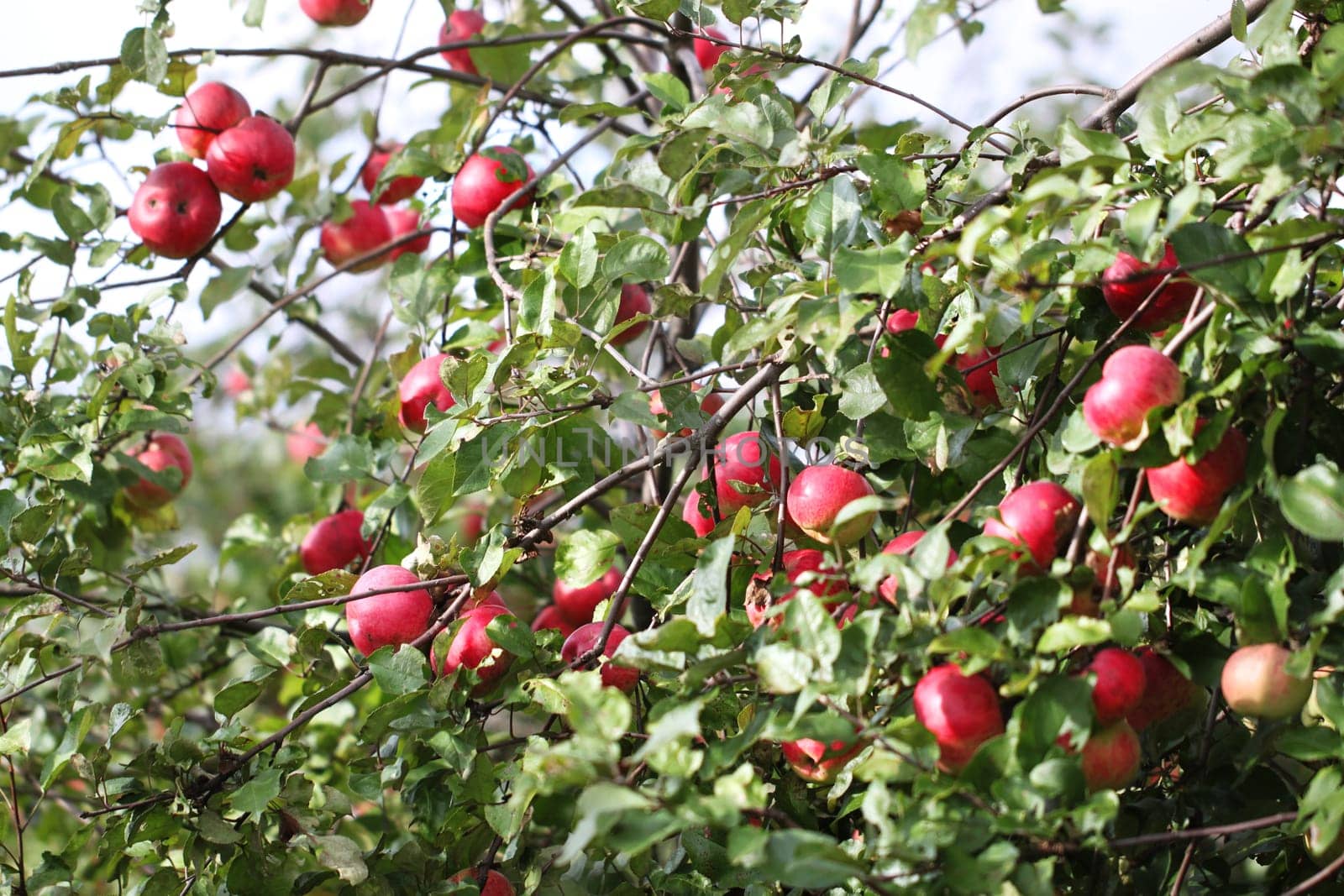 Many apples hanging on the branches