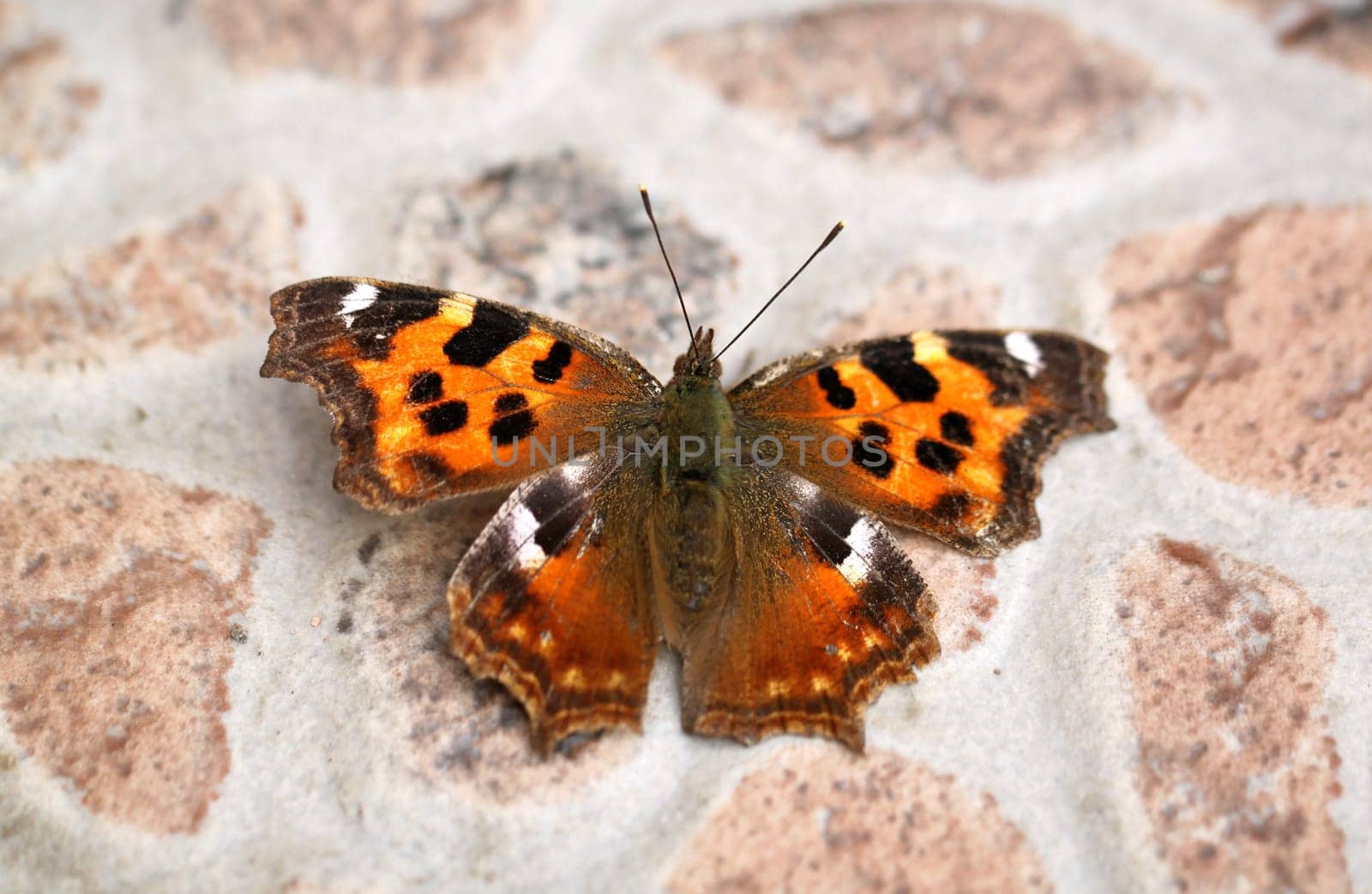 Beautiful large butterfly