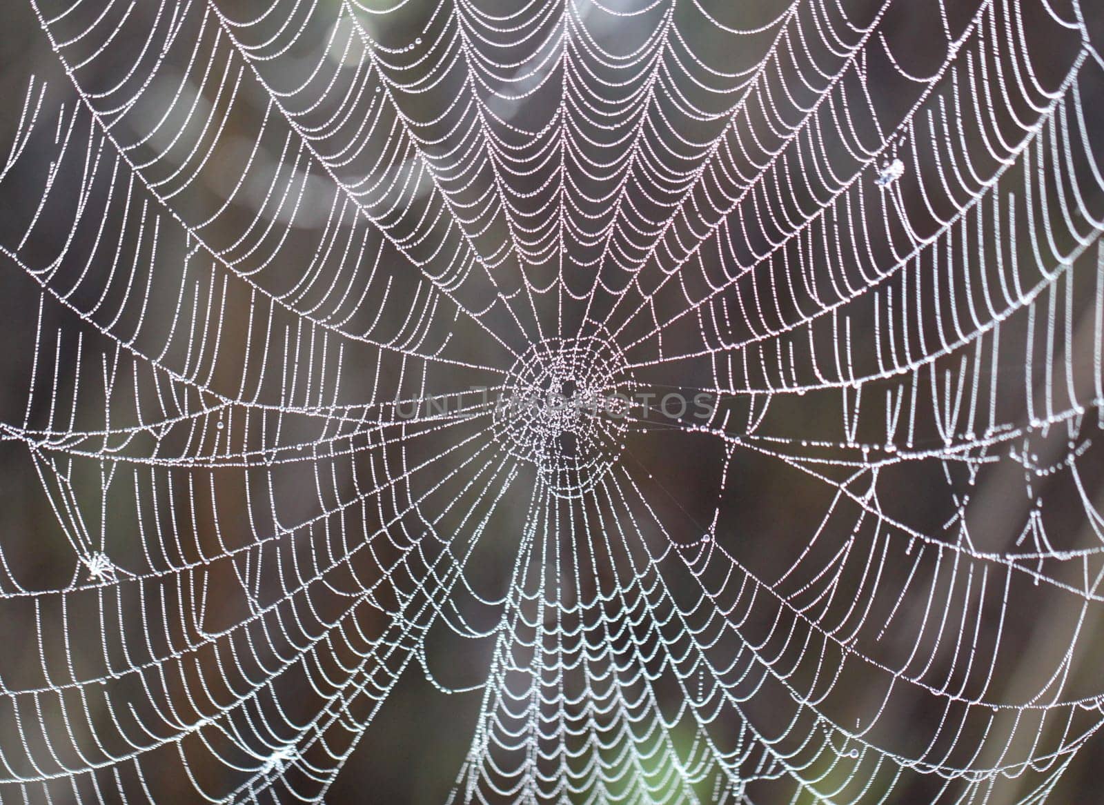 Spider web with drops
