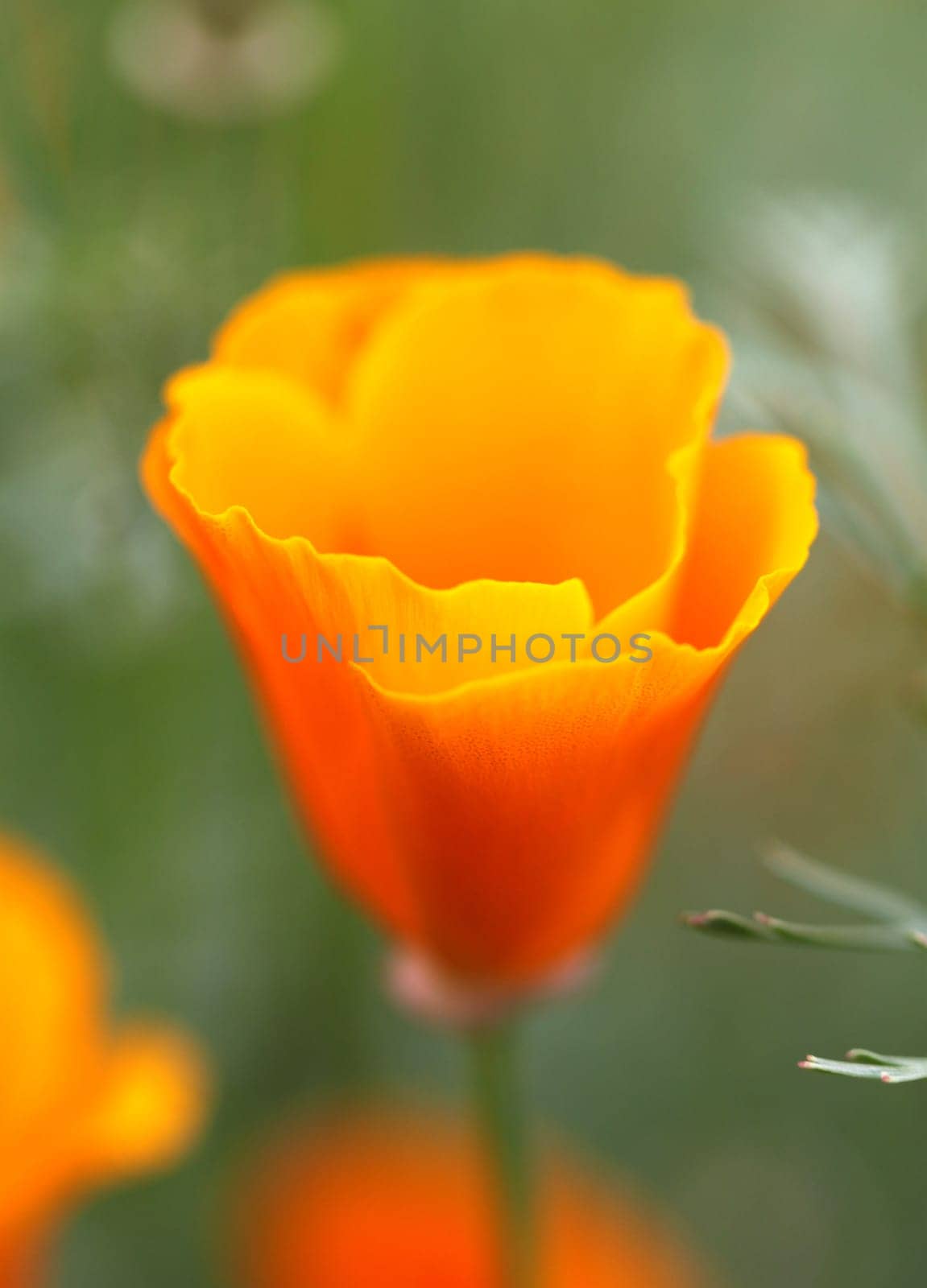 orange flower eshsholtsiya