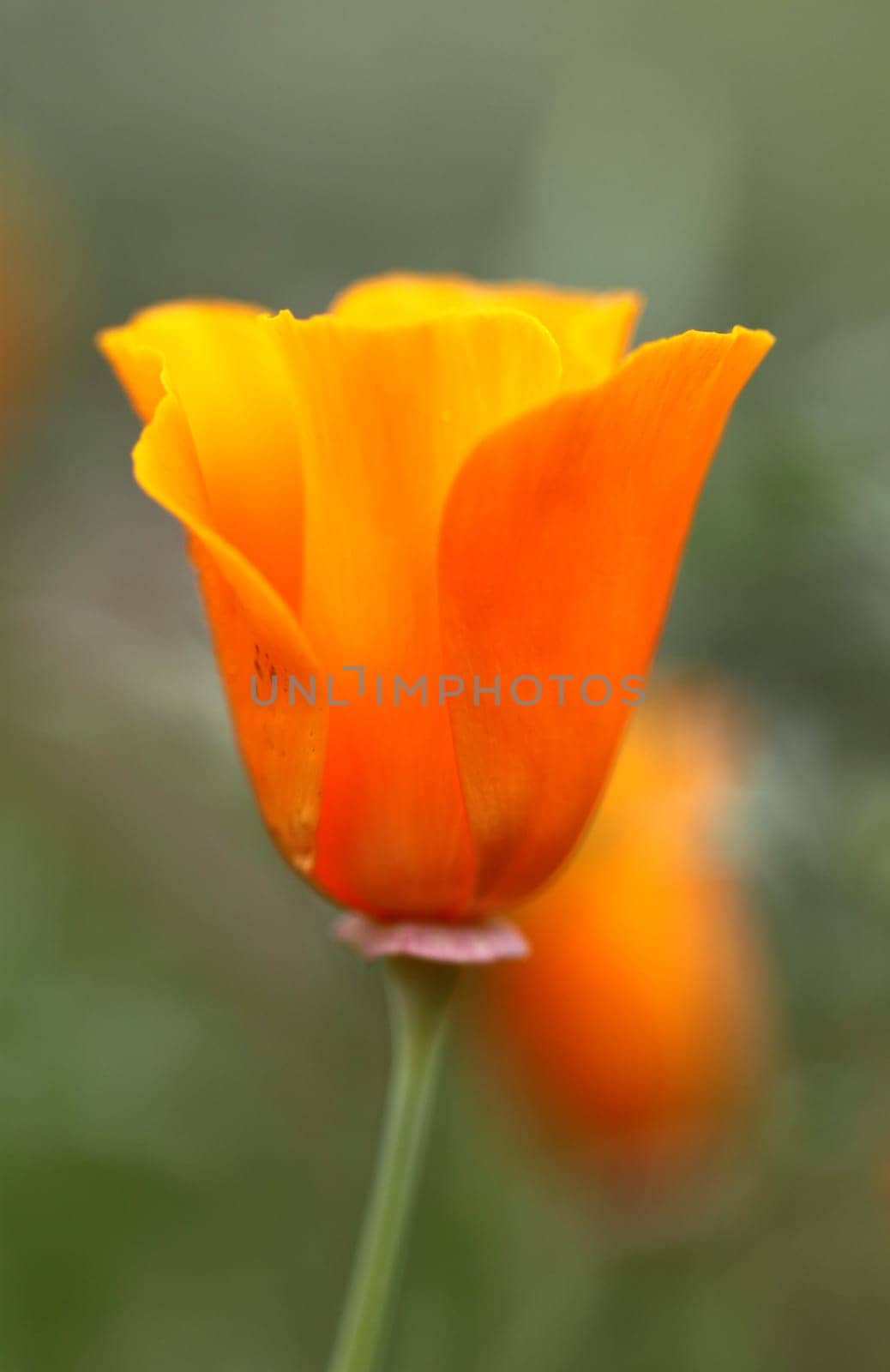 orange flower eshsholtsiya