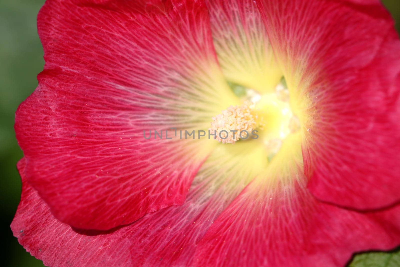 Beautiful red flower