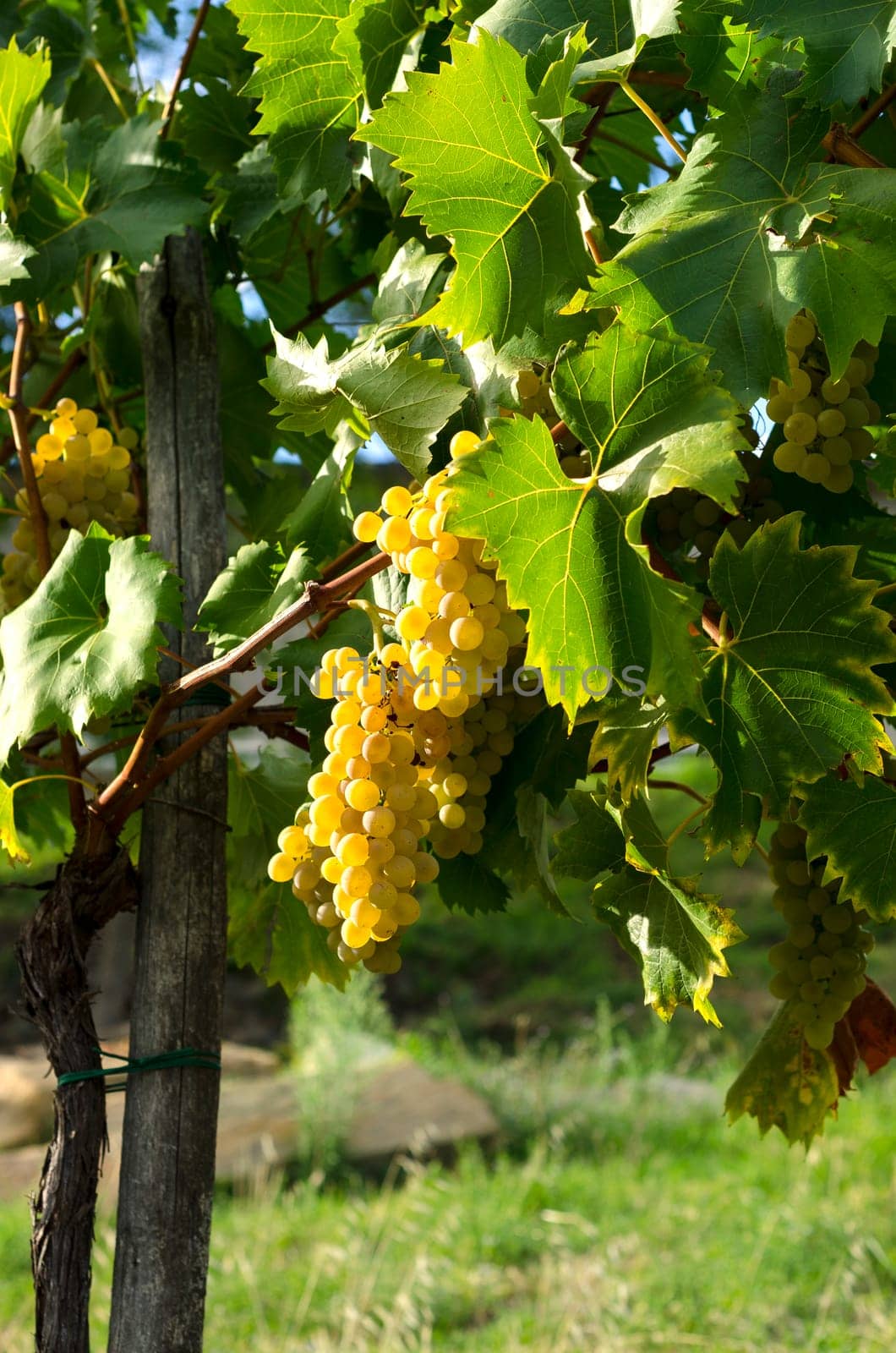 vineyard with grapes ripens in September