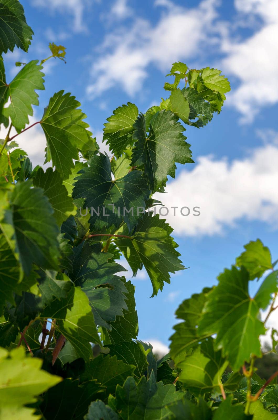 leaves of a vineyard with clouds and sky in September