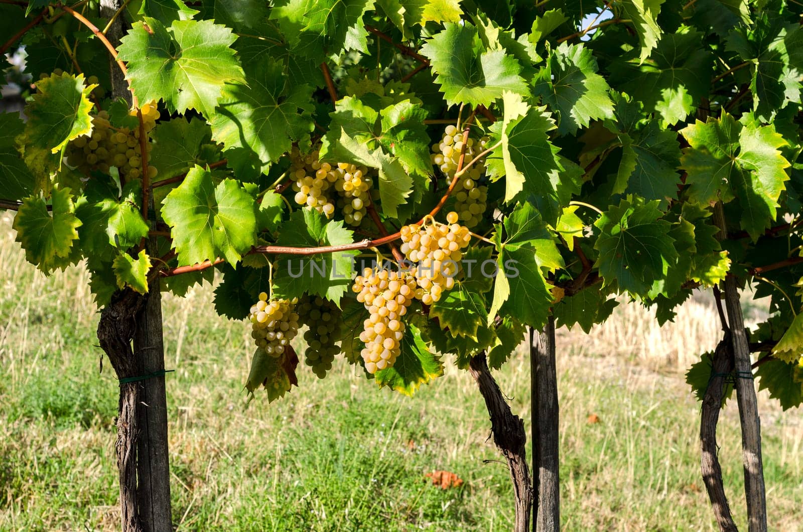 vineyard with grapes ripens in September