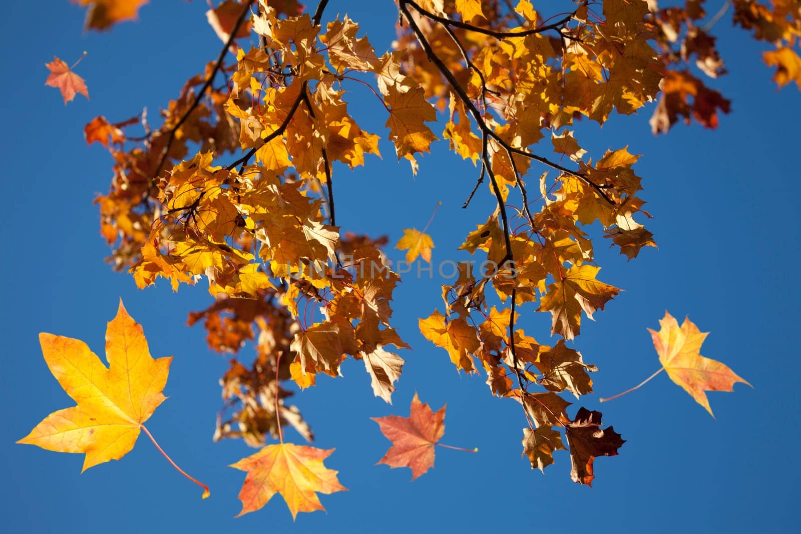 Autumn park trees with yellow leaves in the wood
