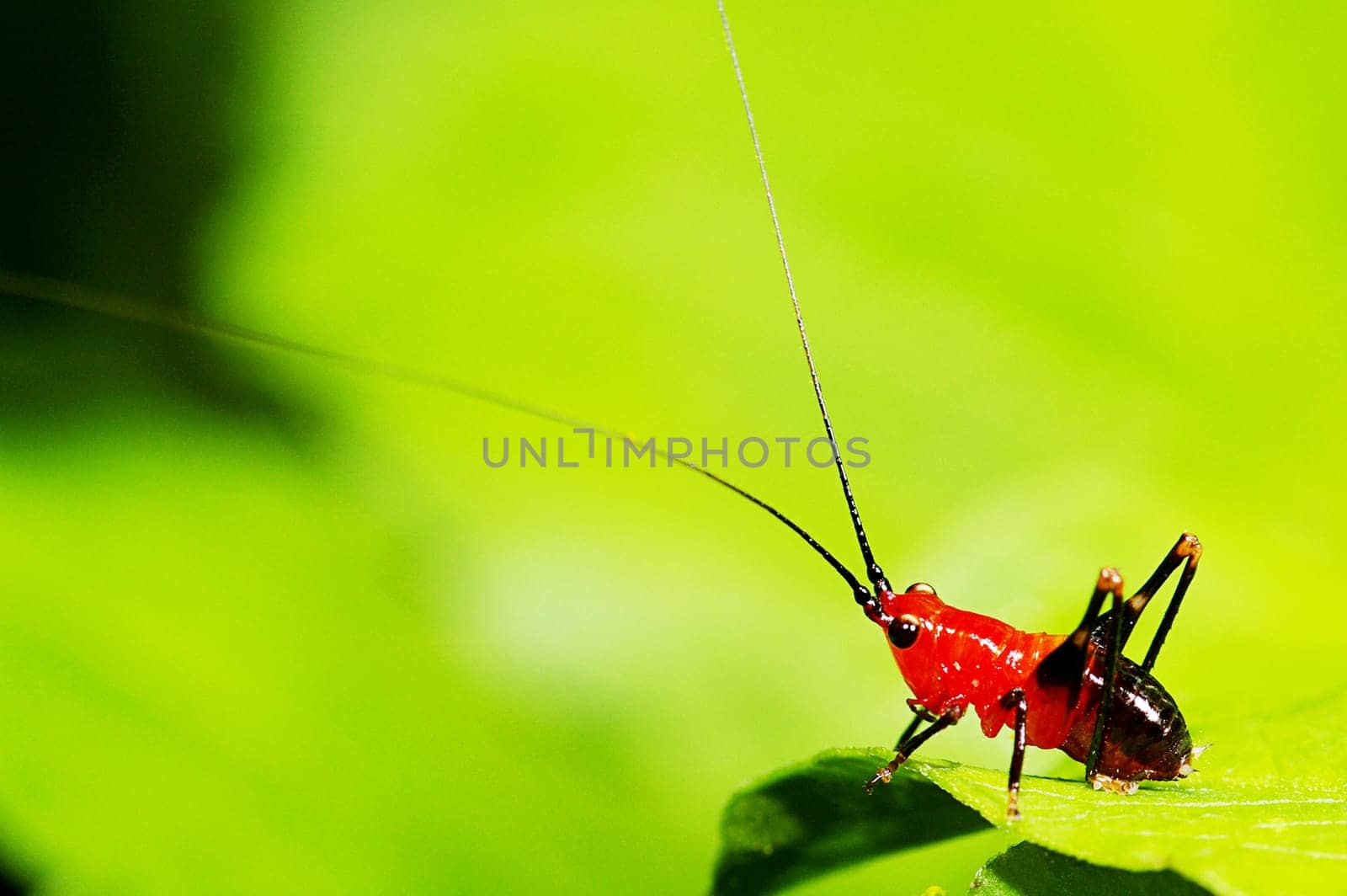 Grasshopper larva mix with green color