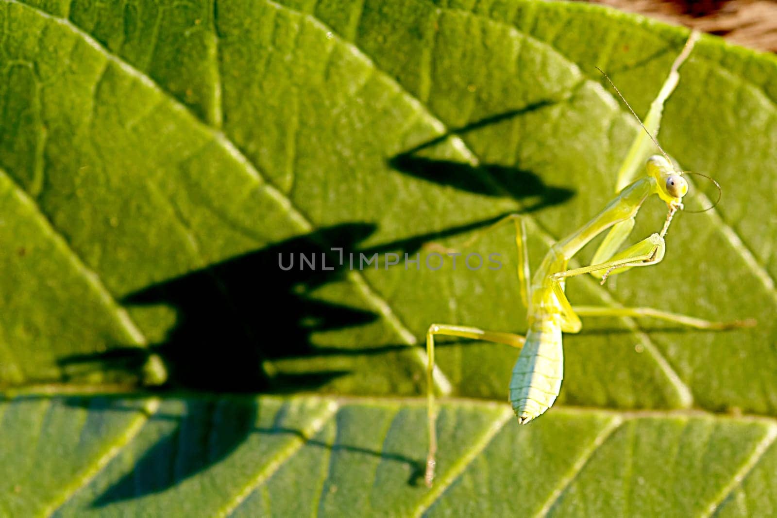 green praying mantis for adv or others purpose use
