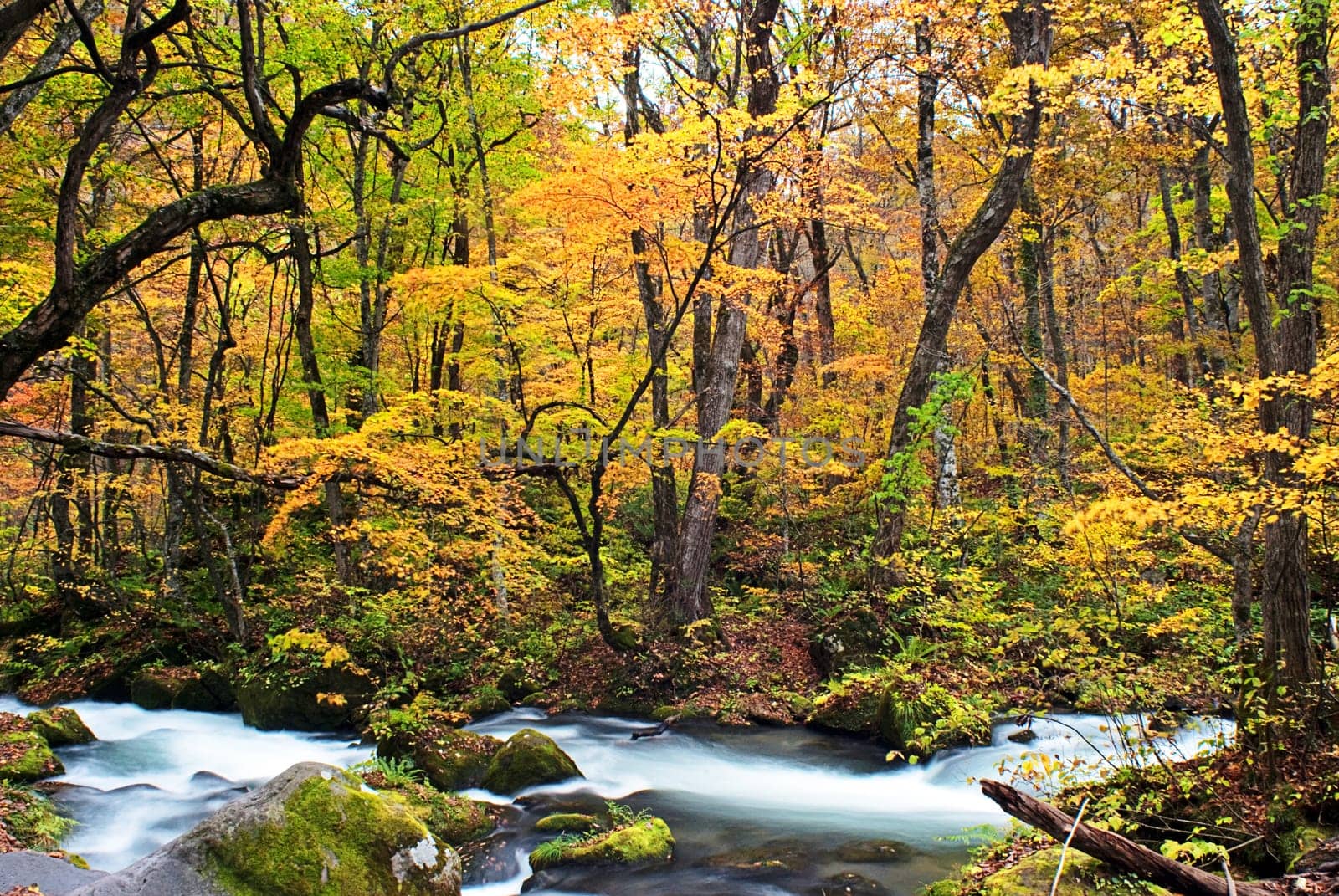 Autumn Colors of Oirase Stream at Aomori,Japan