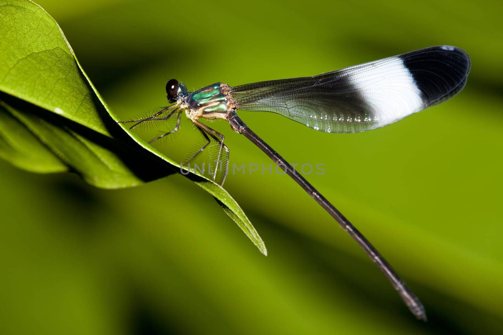 Damselfly on a blade of grass for adv or others purpose use