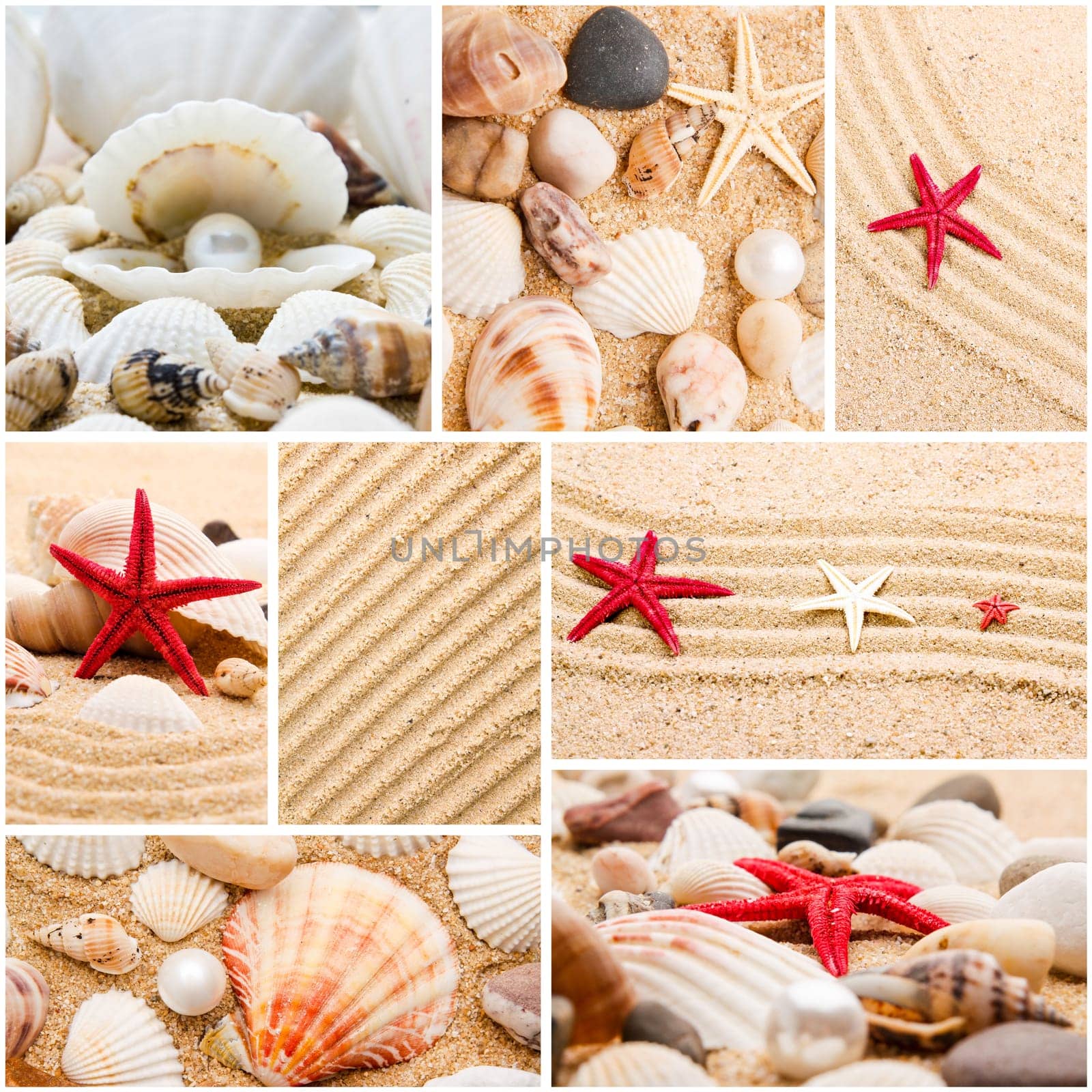 Collage of summer seashells. collection of seashells. pearl on the seashell . The exotic sea shell . Treasure from the sea.