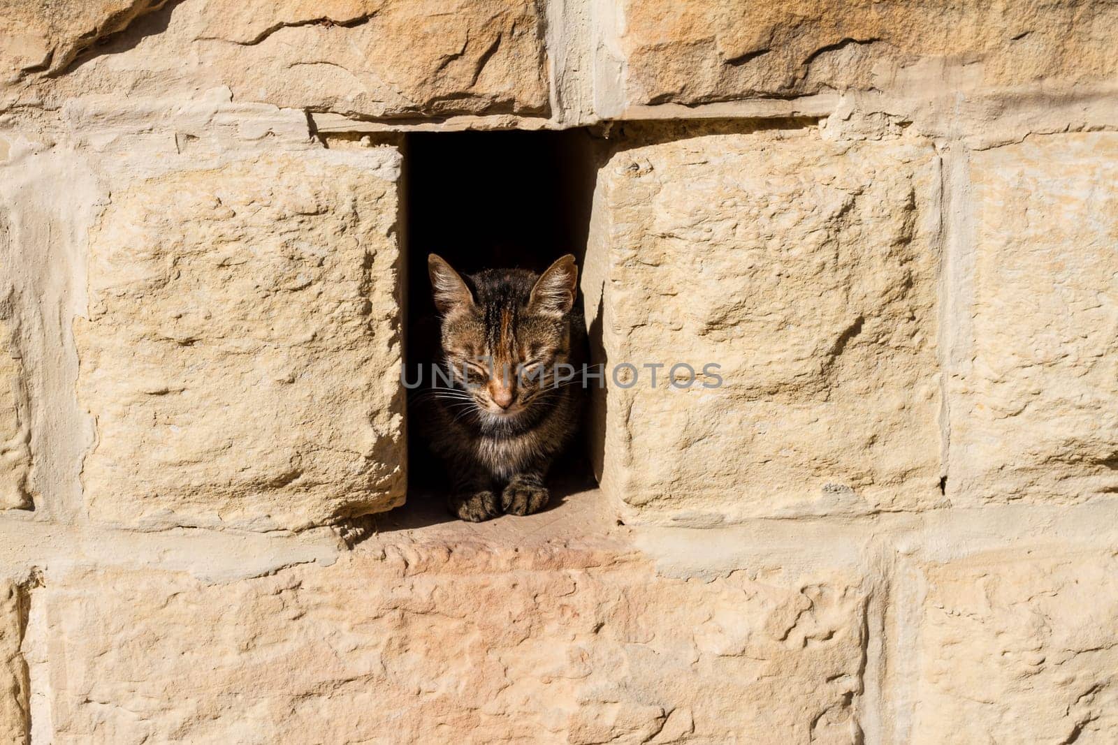 A cat resting in a hole in the wall..