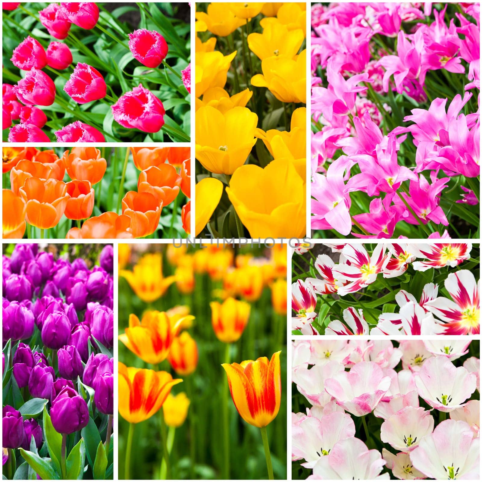Tulips collage. Spring flowers