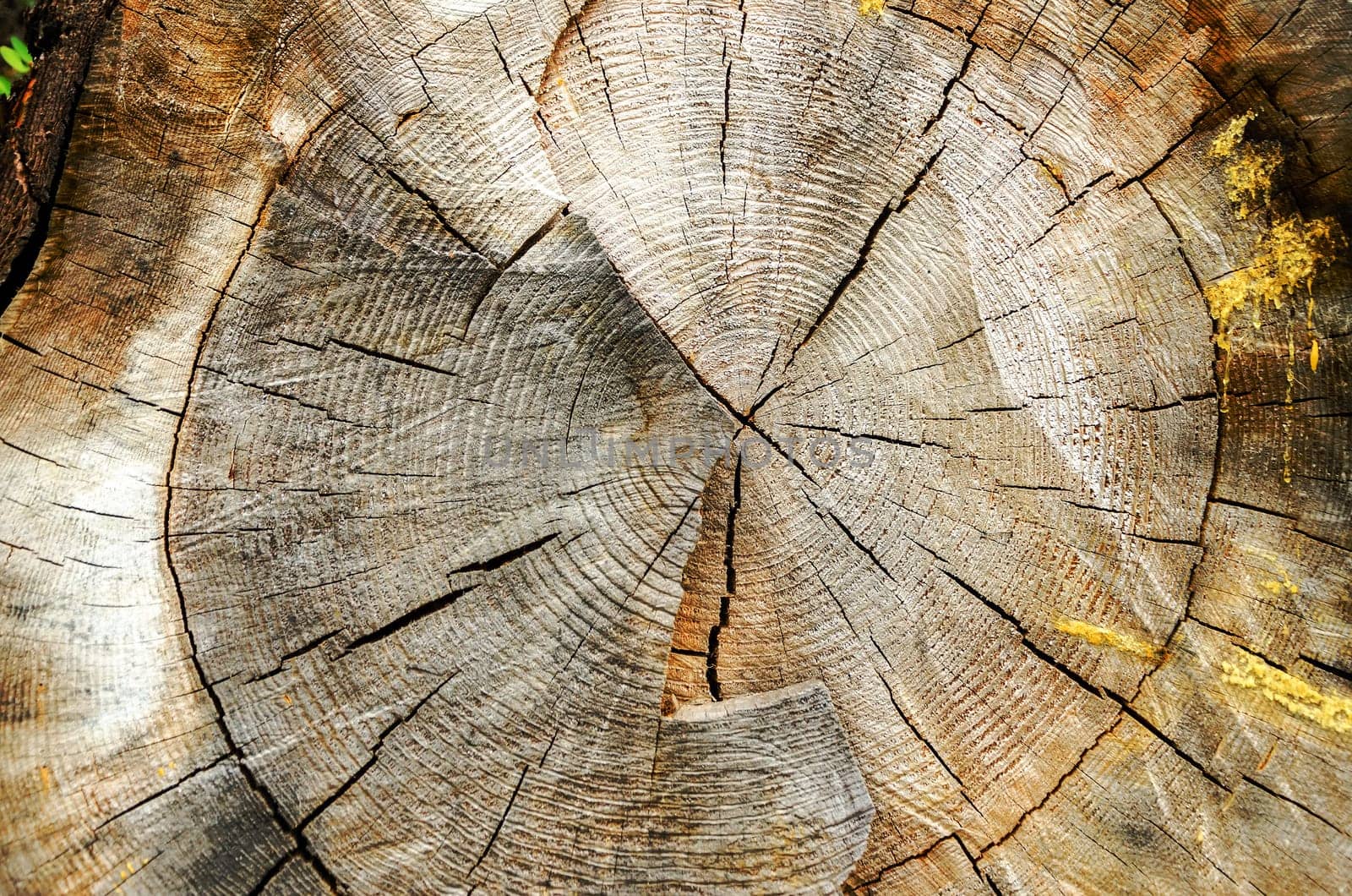 Texture of a cross section of a pine tree