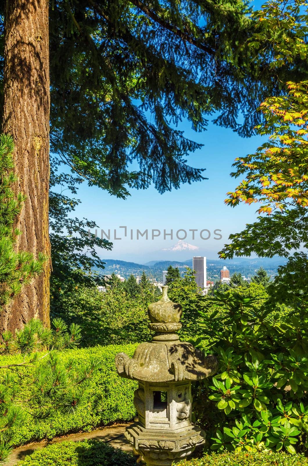 Cityscape of Portland, Oregon framed by a tall pine tree