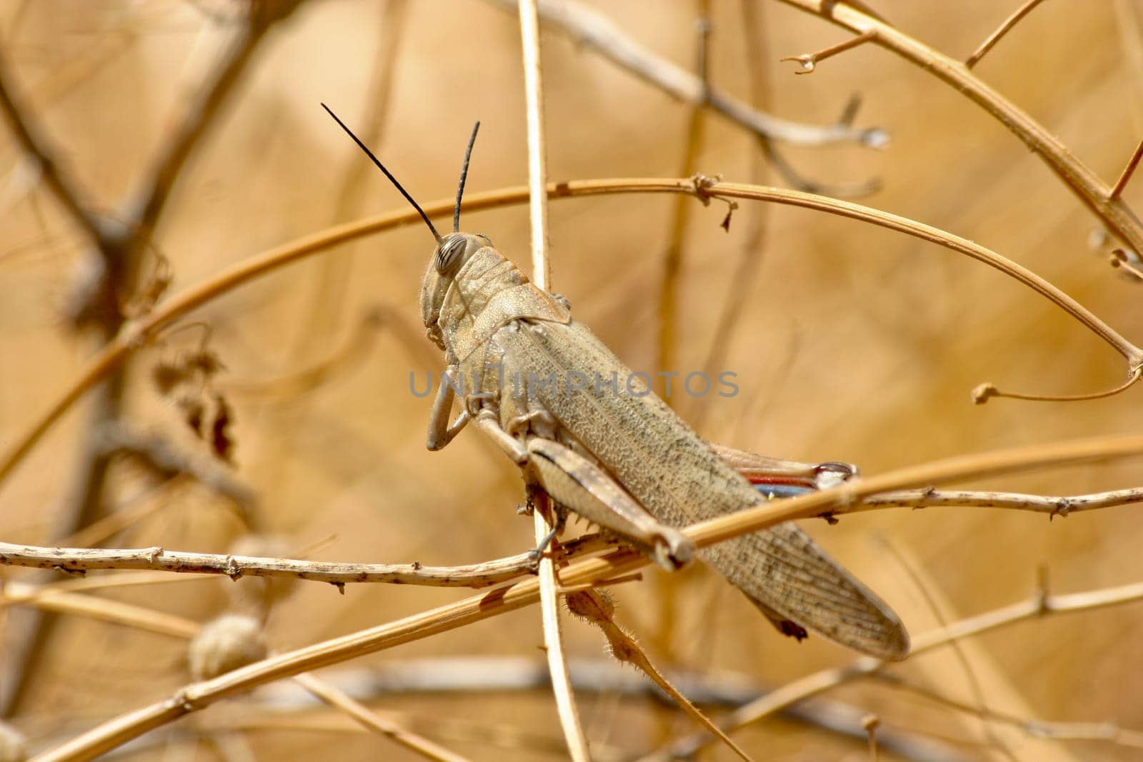 Grasshopper on the wild
