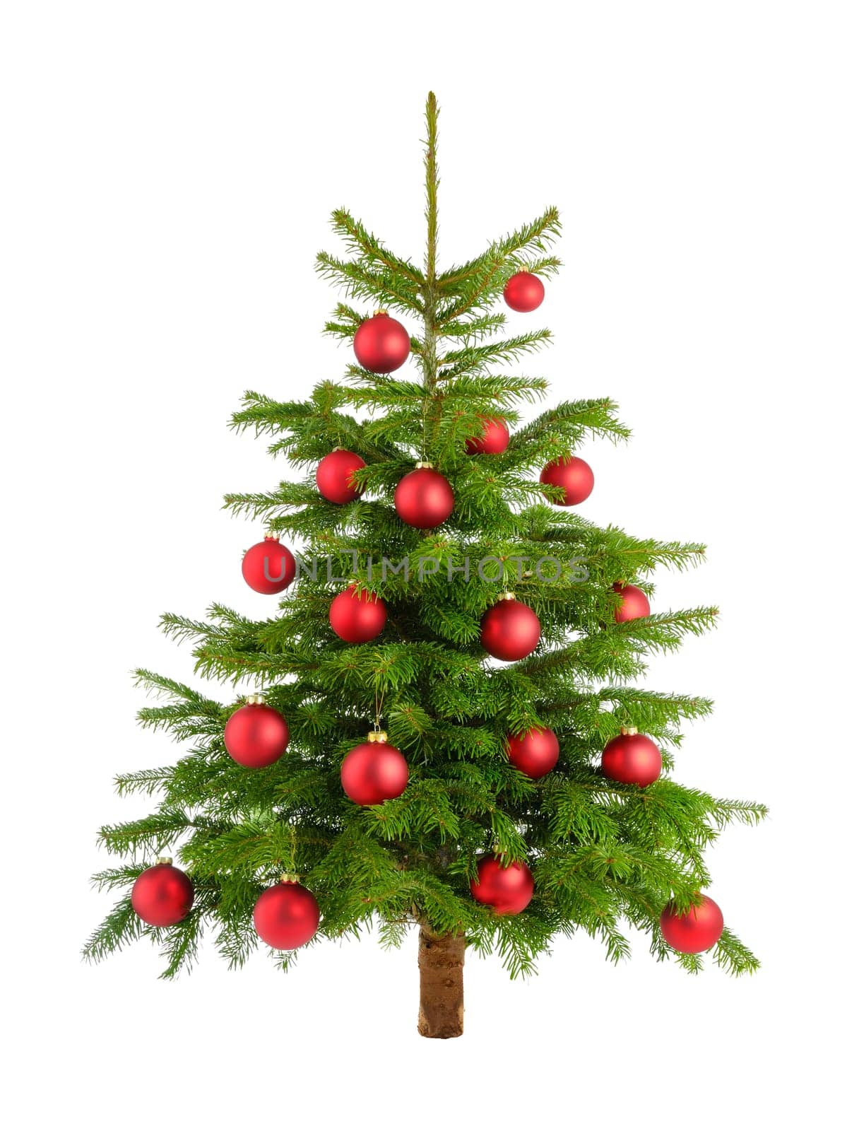 Studio shot of red-decorated Christmas tree on white