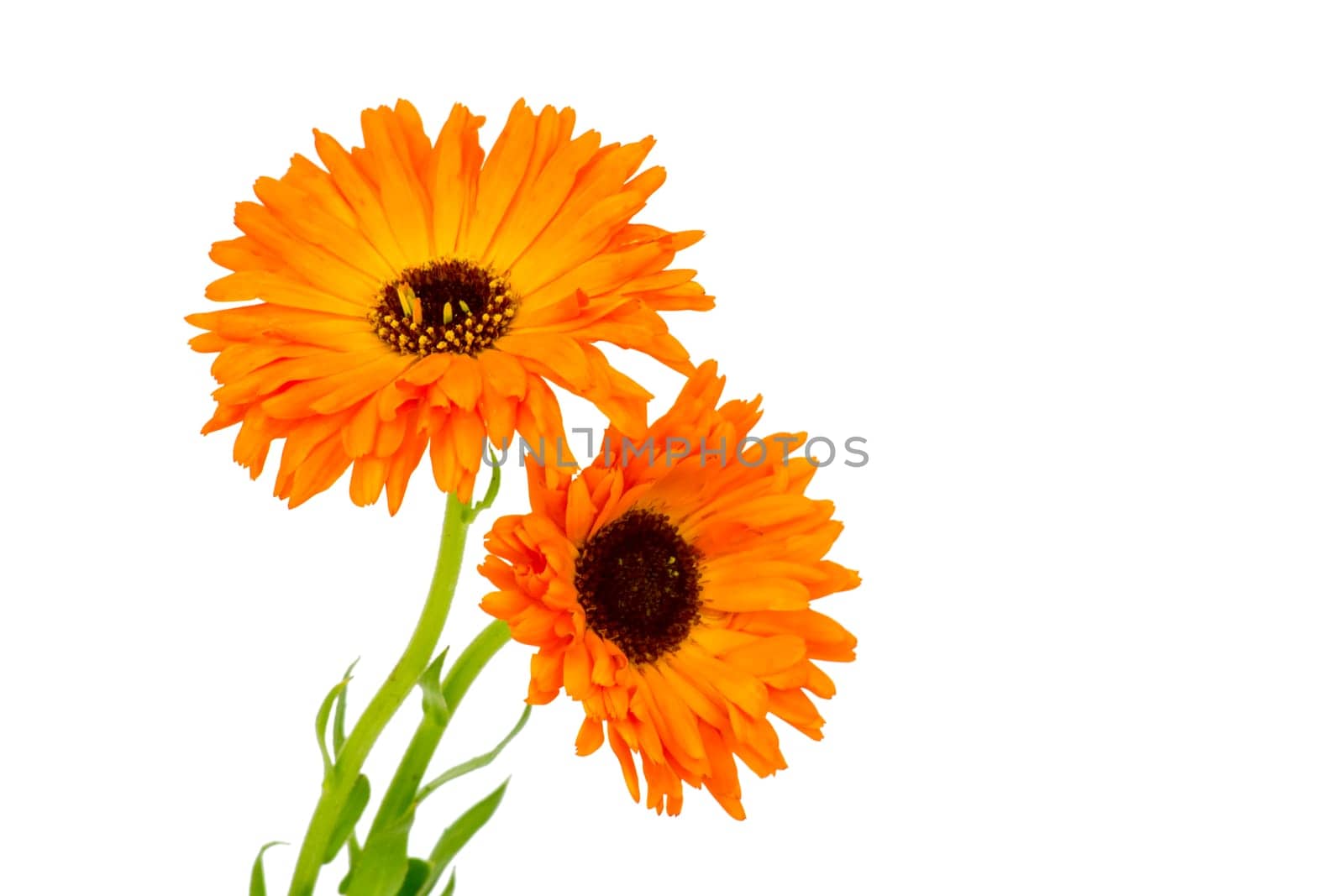 calendula flowers on white background