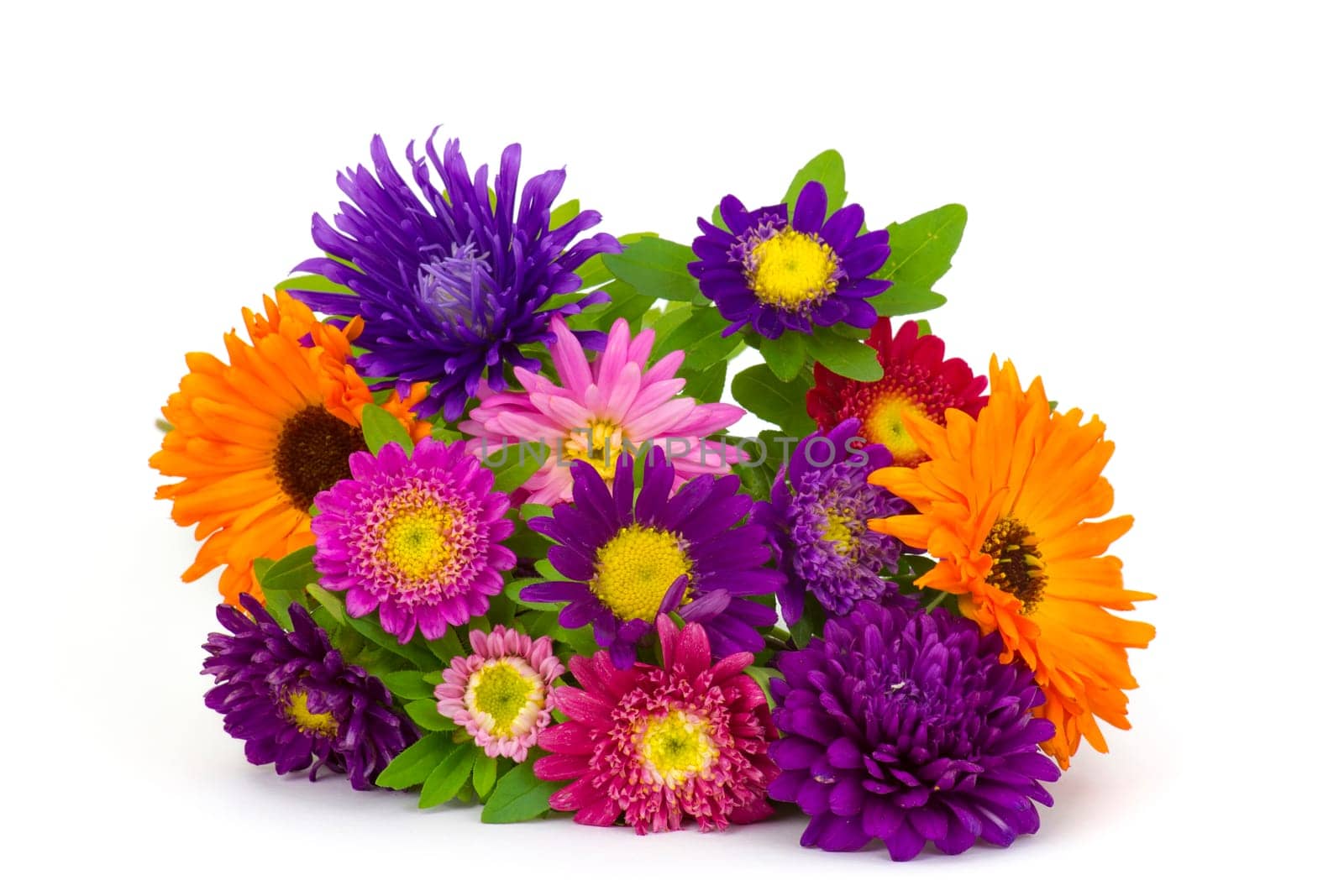 Bouquet of colorful asters flowers on white background
