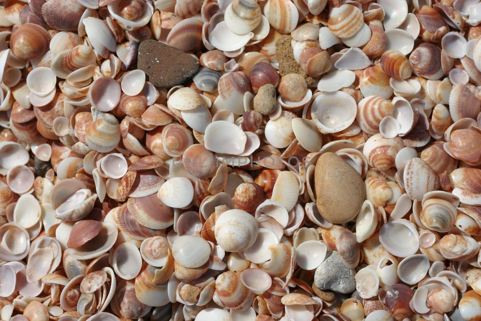 Shells background