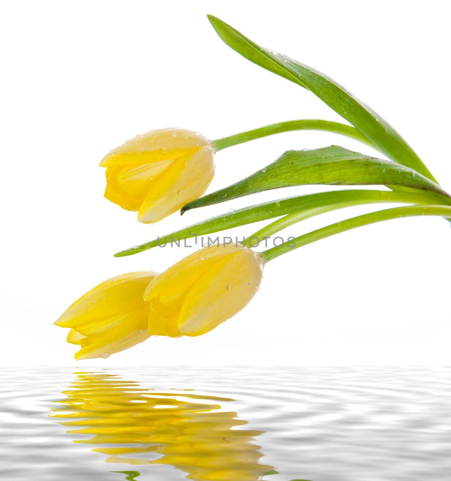 Beautiful bouquet of yellow tulips on a white background.