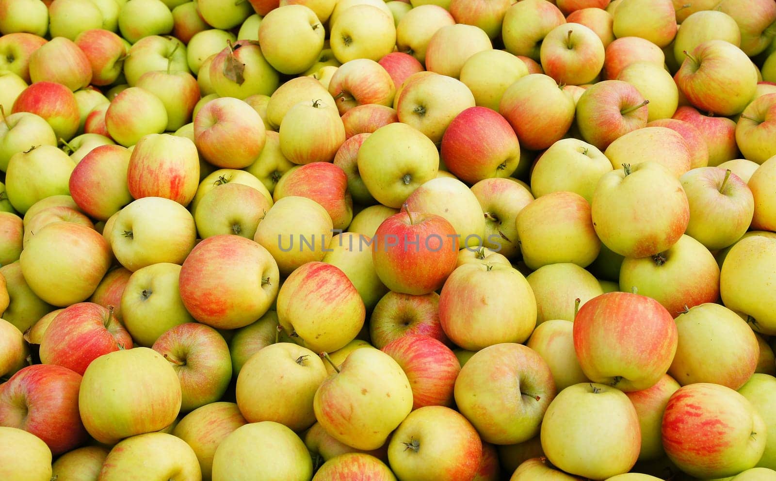 Apples without (New York)