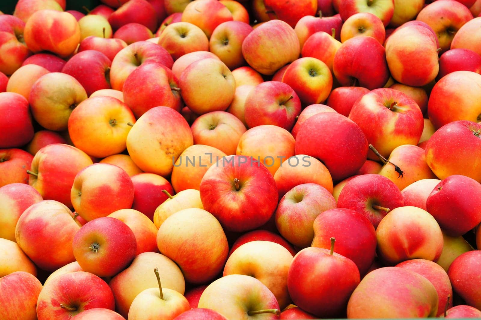 Apples without (New York)